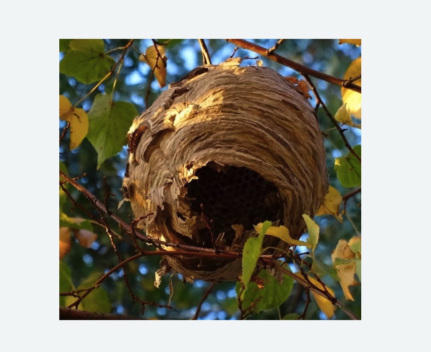 Обработка от шершней Новочеркасская метро Спб