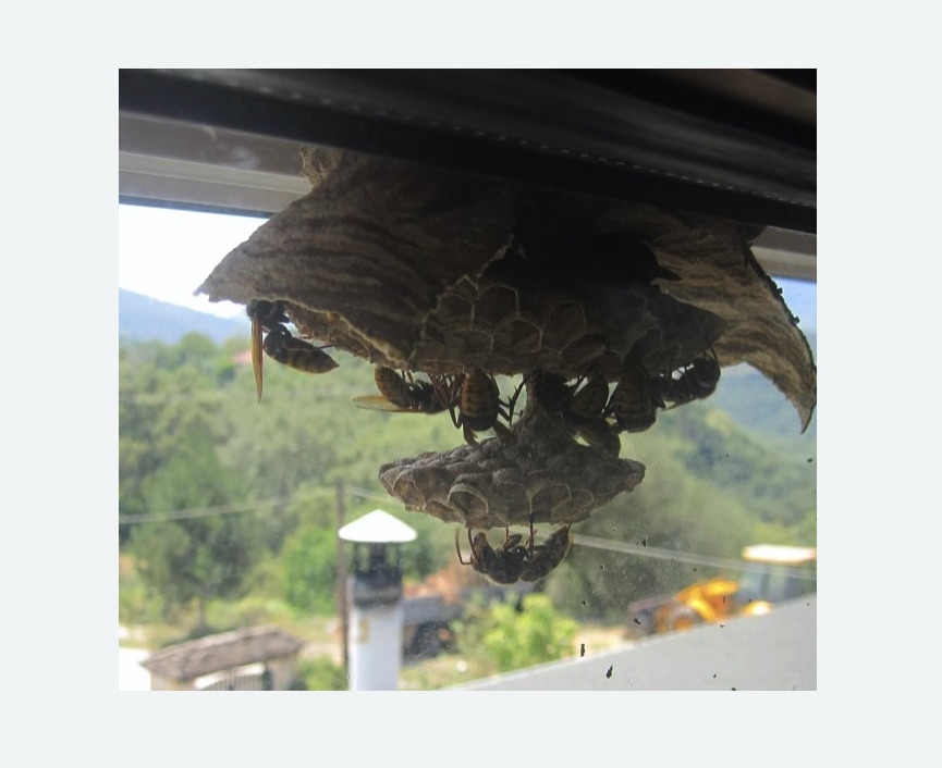 Уничтожение гнёзд шершней Новочеркасская метро Спб