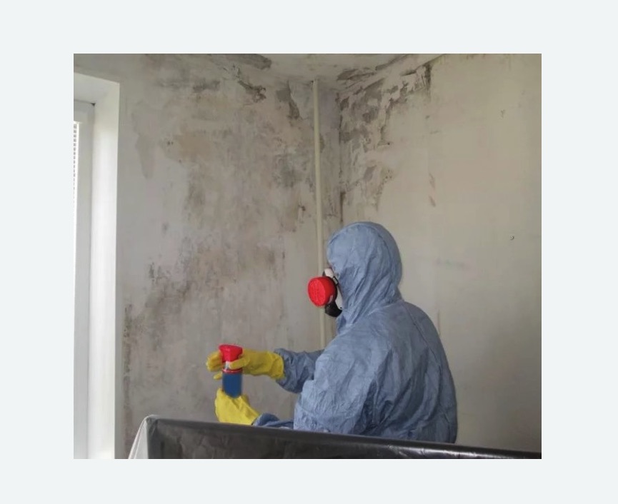 Удаление плесени в квартире Новочеркасская метро Спб