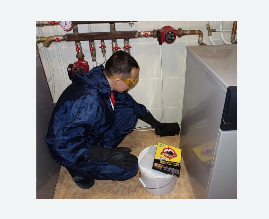 Уничтожение крыс Уничтожение крыс Новочеркасская метро Спб