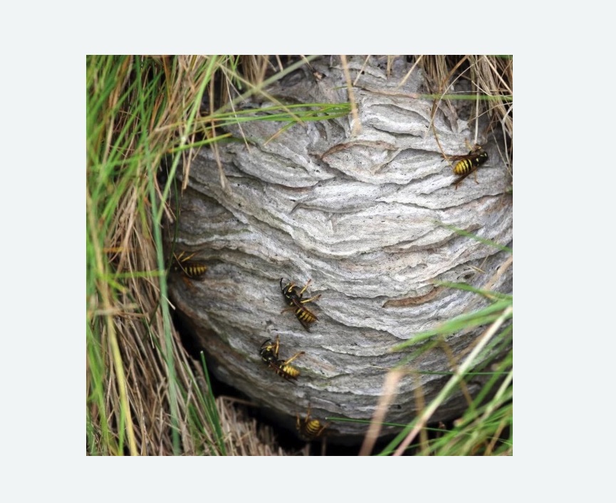 Уничтожение ос и ульев Уничтожение ос и ульев Новочеркасская метро Спб